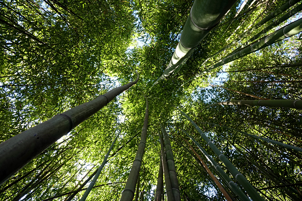 Orto Botanico di Roma