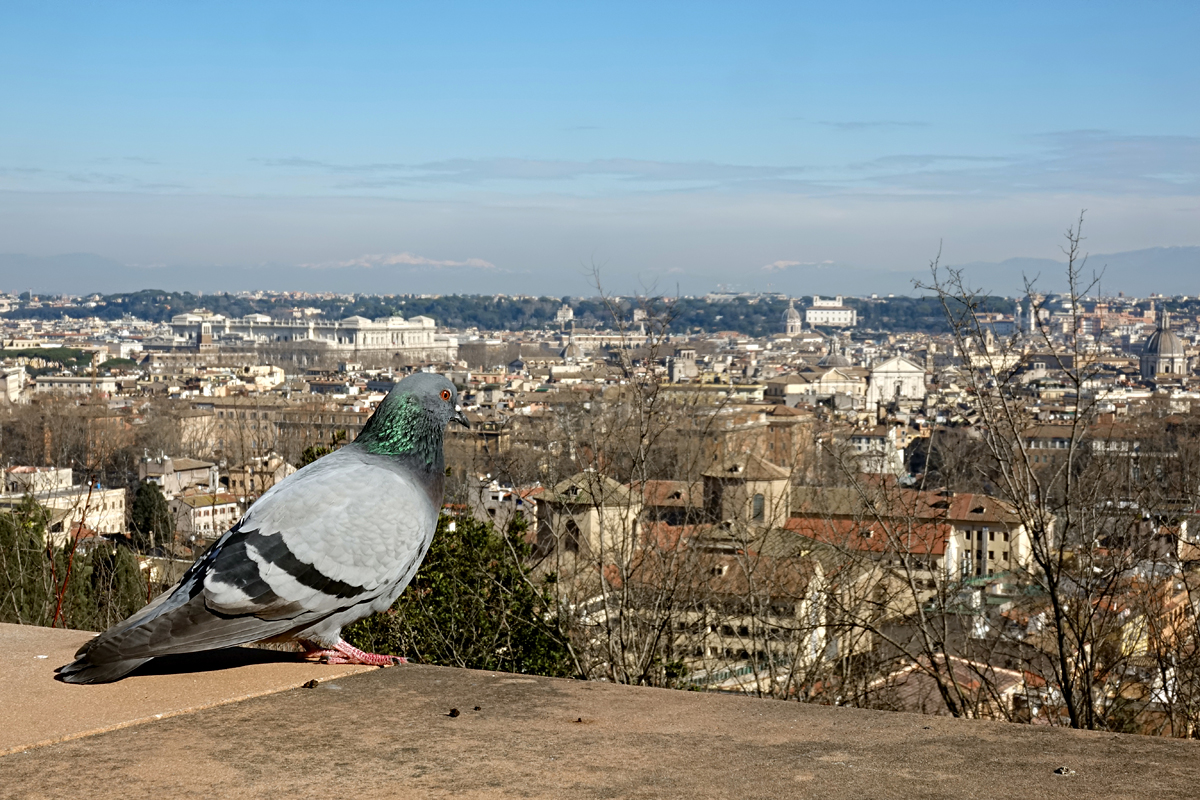 Ausblick vom Gianicolo