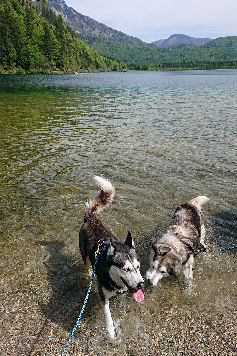 Huskywanderung bei Ebensee Huskywanderung bei Ebensee