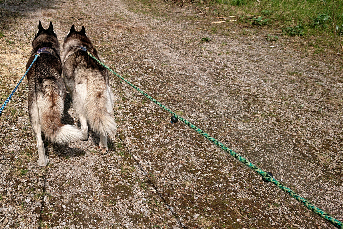 Huskywanderung bei Ebensee Huskywanderung bei Ebensee