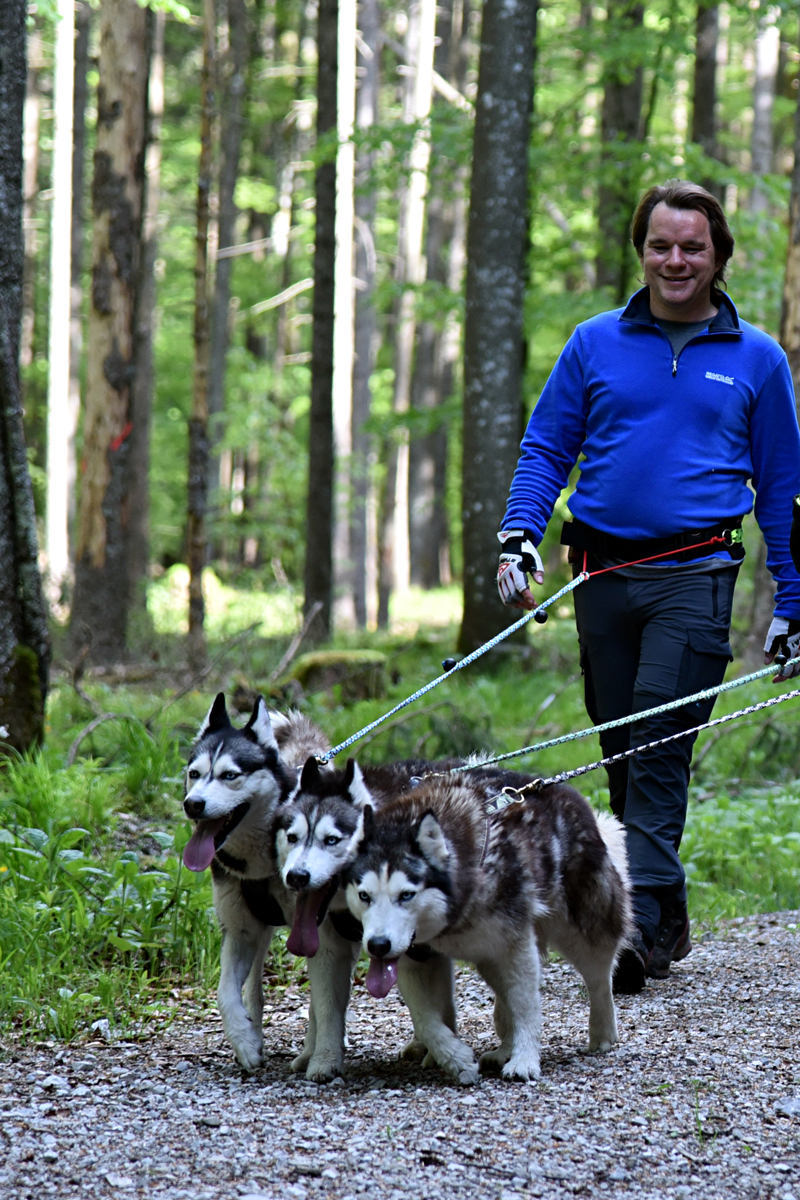 Huskywanderung bei Ebensee Huskywanderung bei Ebensee