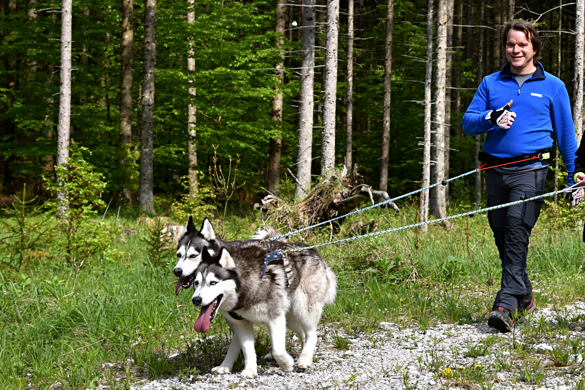 Huskywanderung bei Ebensee Huskywanderung bei Ebensee