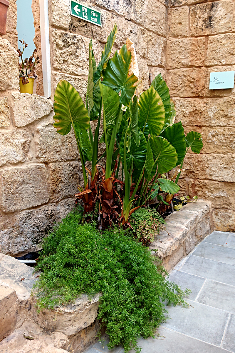 Malta: Talbot & Bons Bed & Breakfast