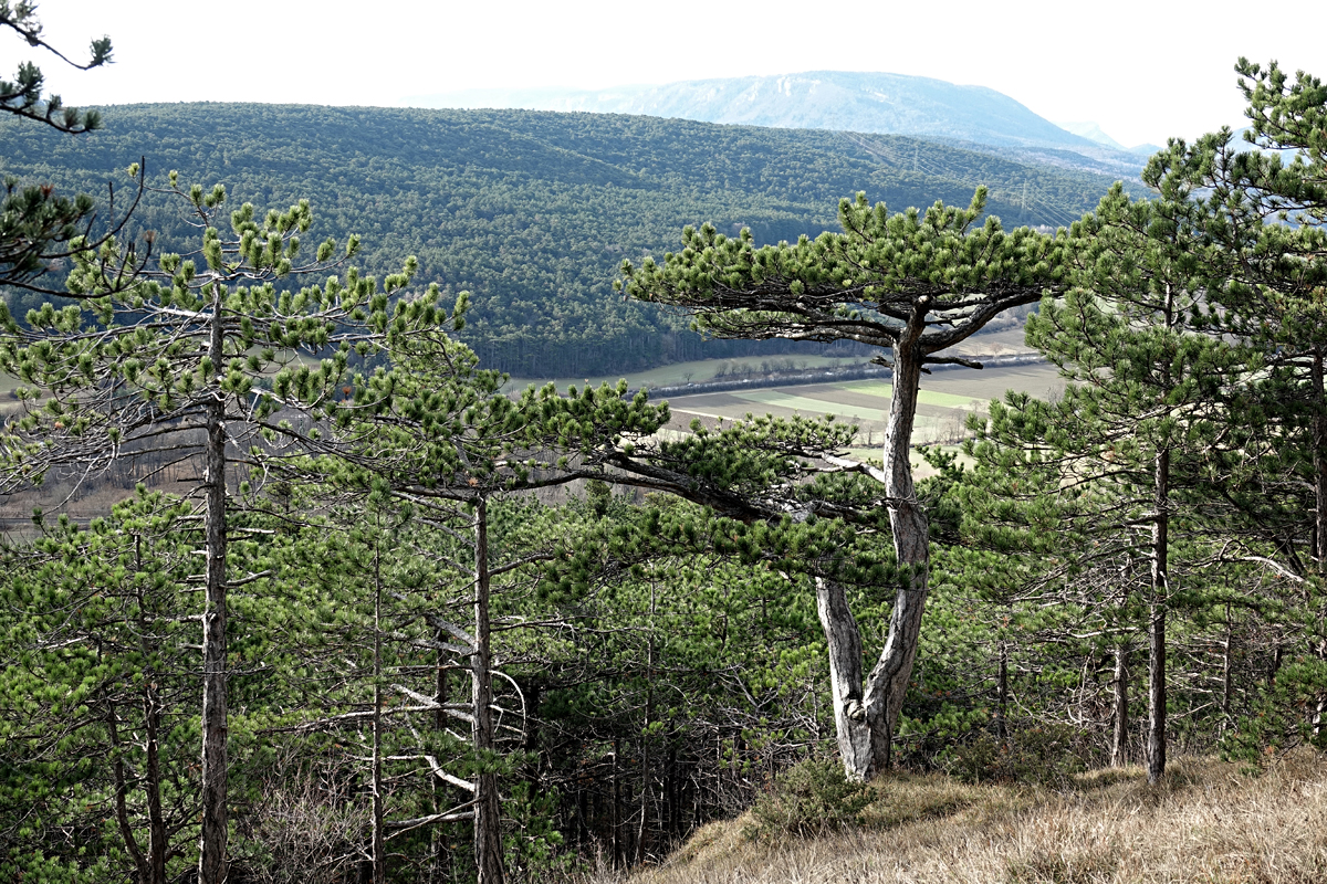 Wanderung Wöllersdorf 2021