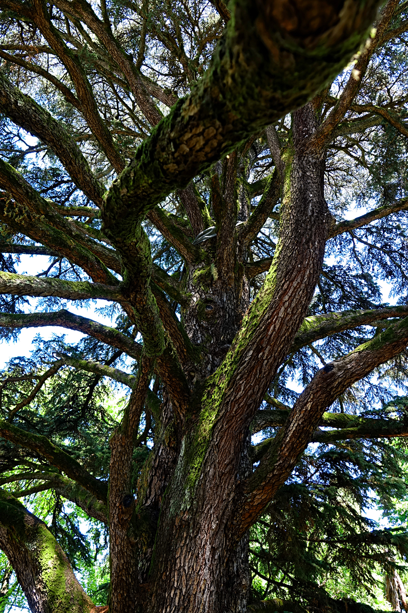 Lucca 2021 - botanischer Garten
