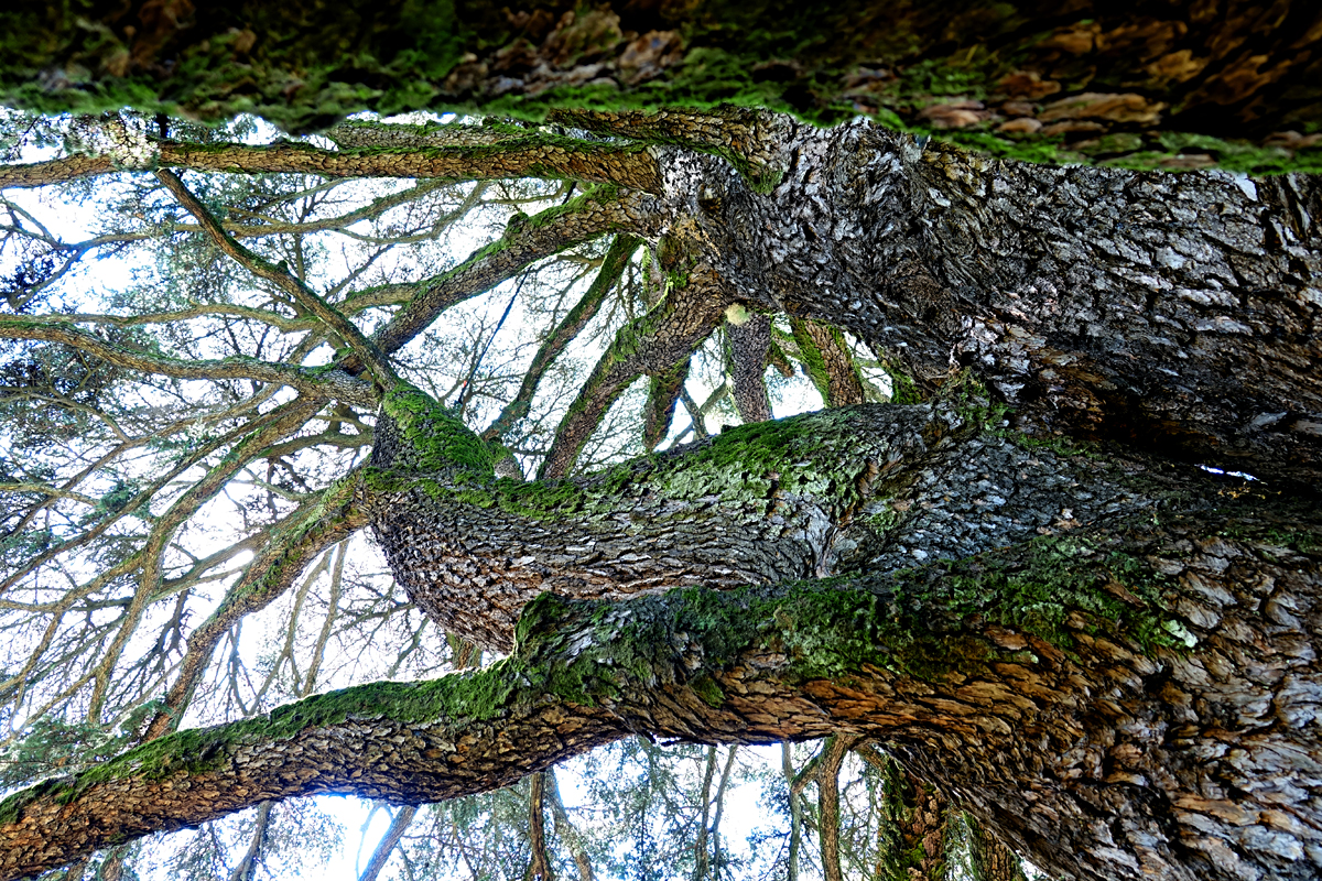 Lucca 2021 - botanischer Garten