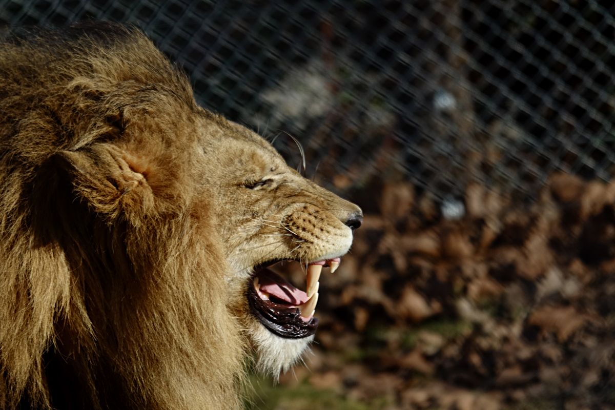 Tierpark Herberstein