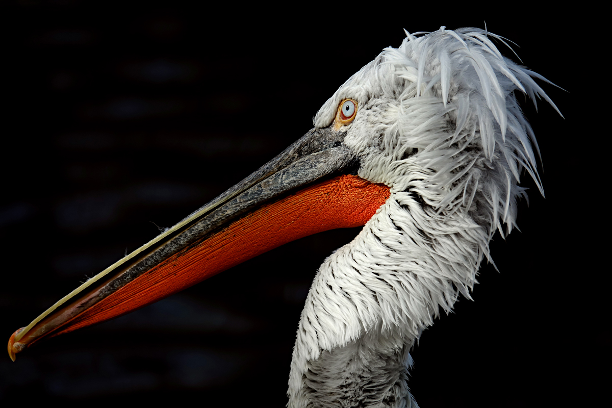 Tierpark Herberstein
