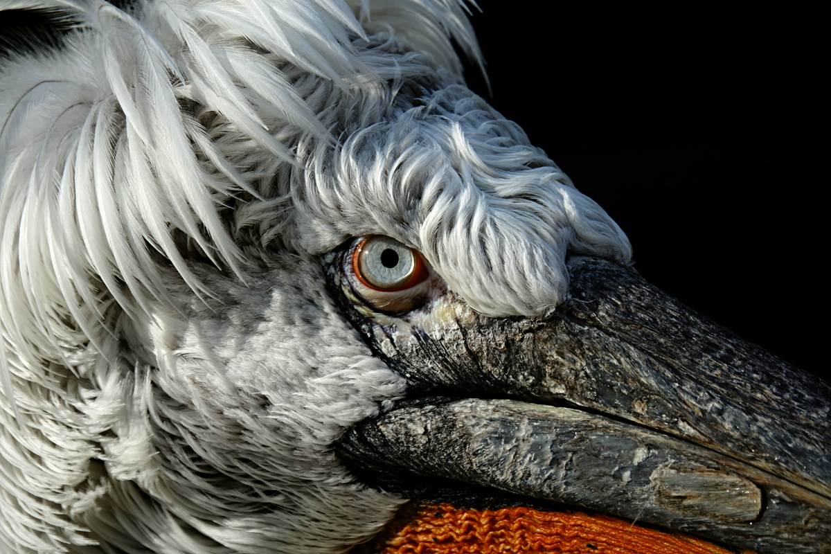 Tierpark Herberstein