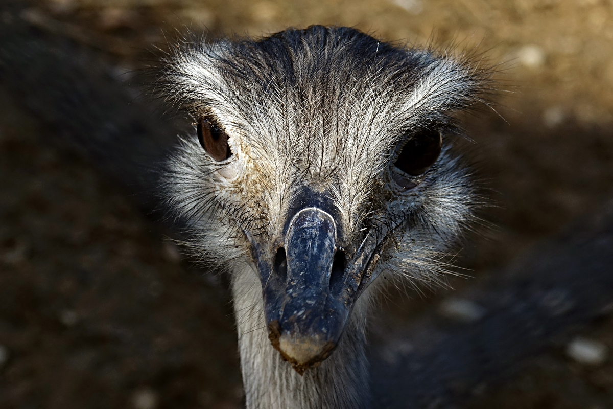Tierpark Herberstein