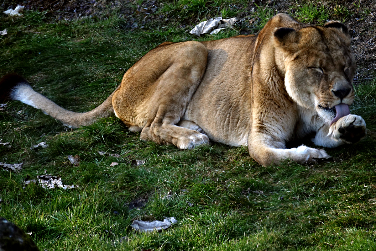 Tierpark Herberstein
