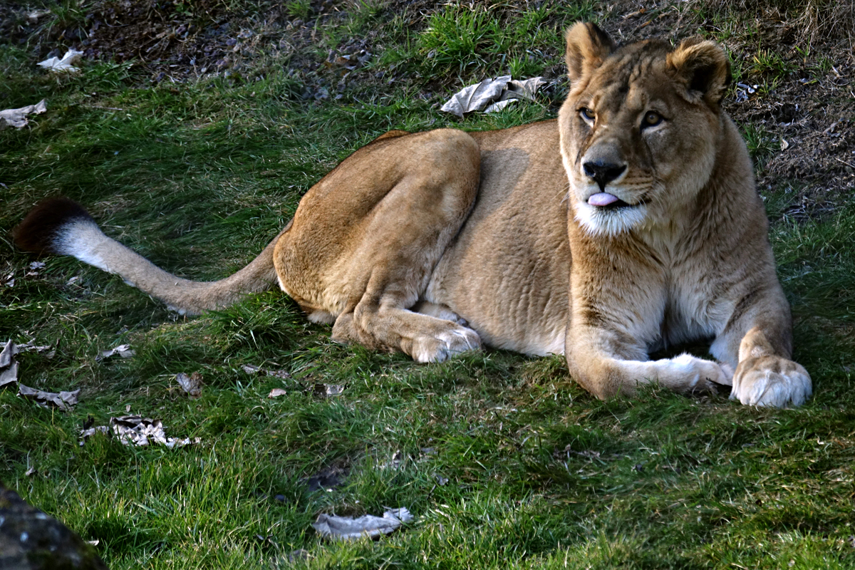 Tierpark Herberstein