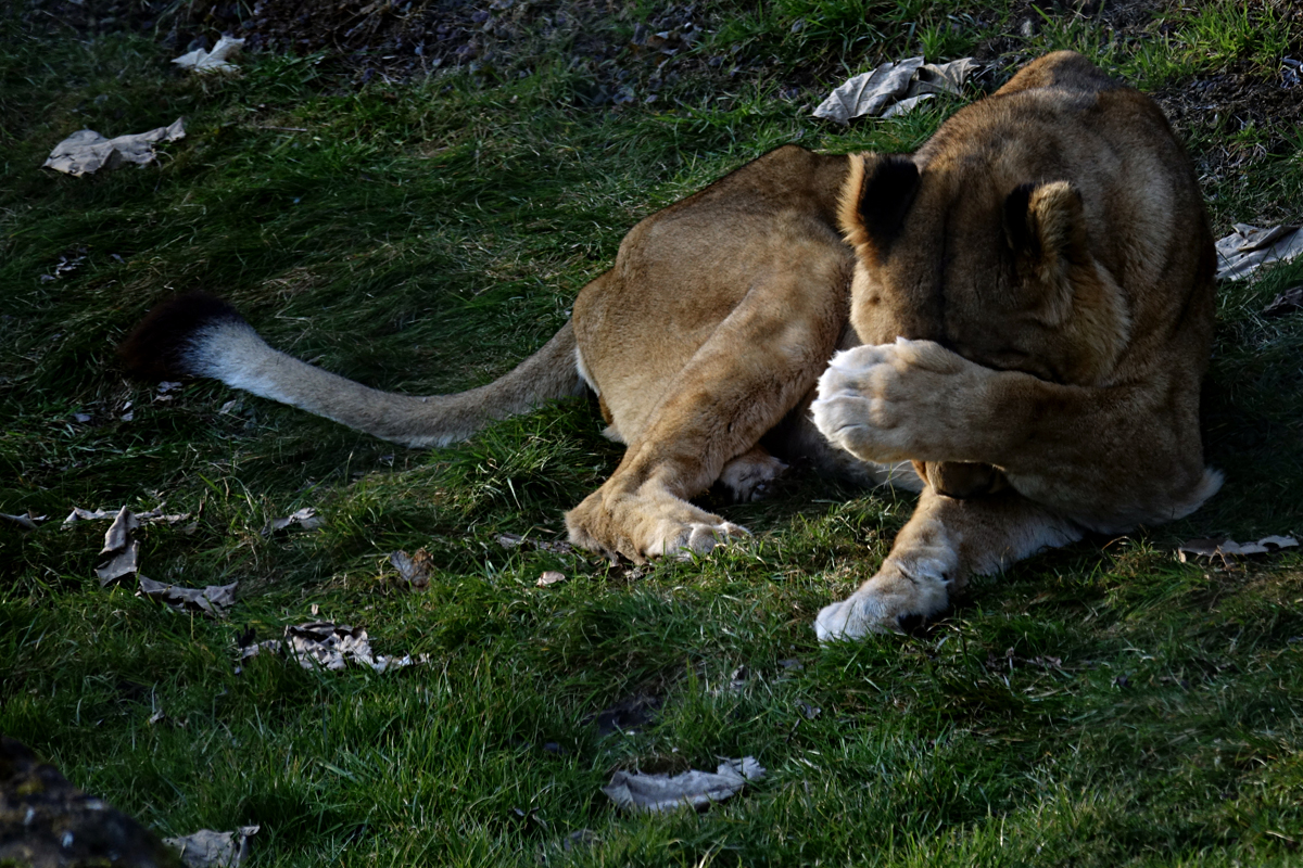 Tierpark Herberstein