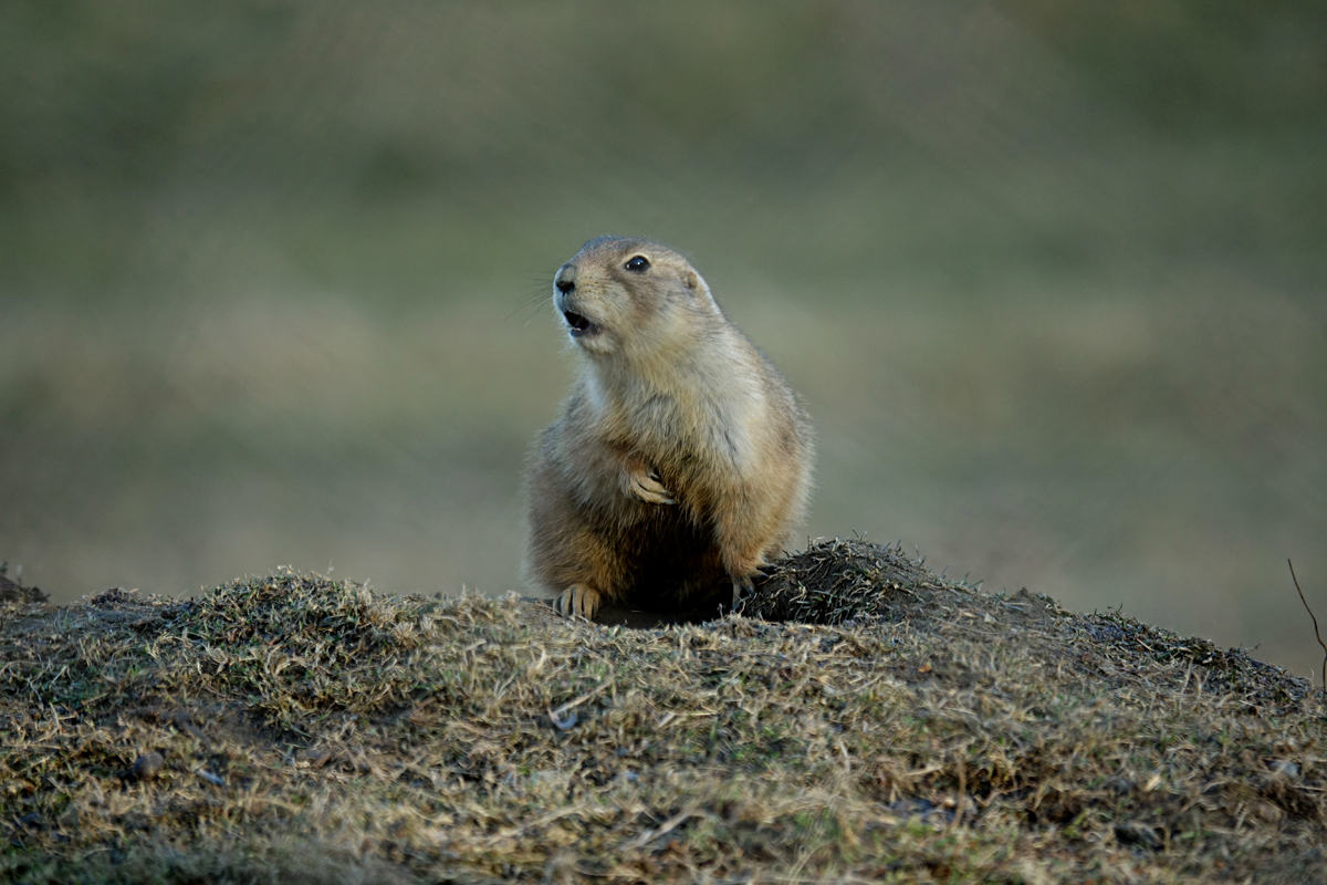 Tierpark Herberstein
