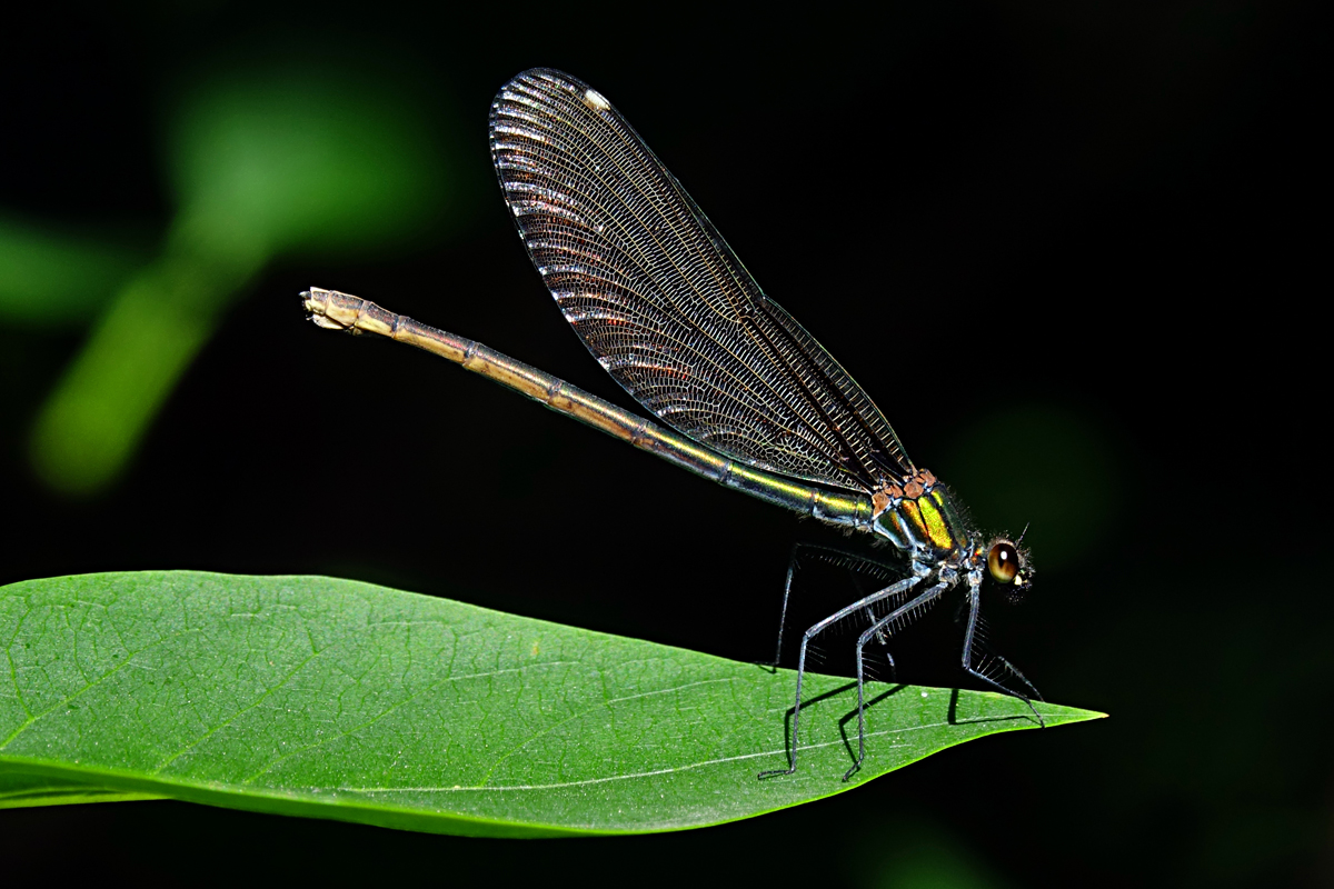 Libelle Schmuckerau