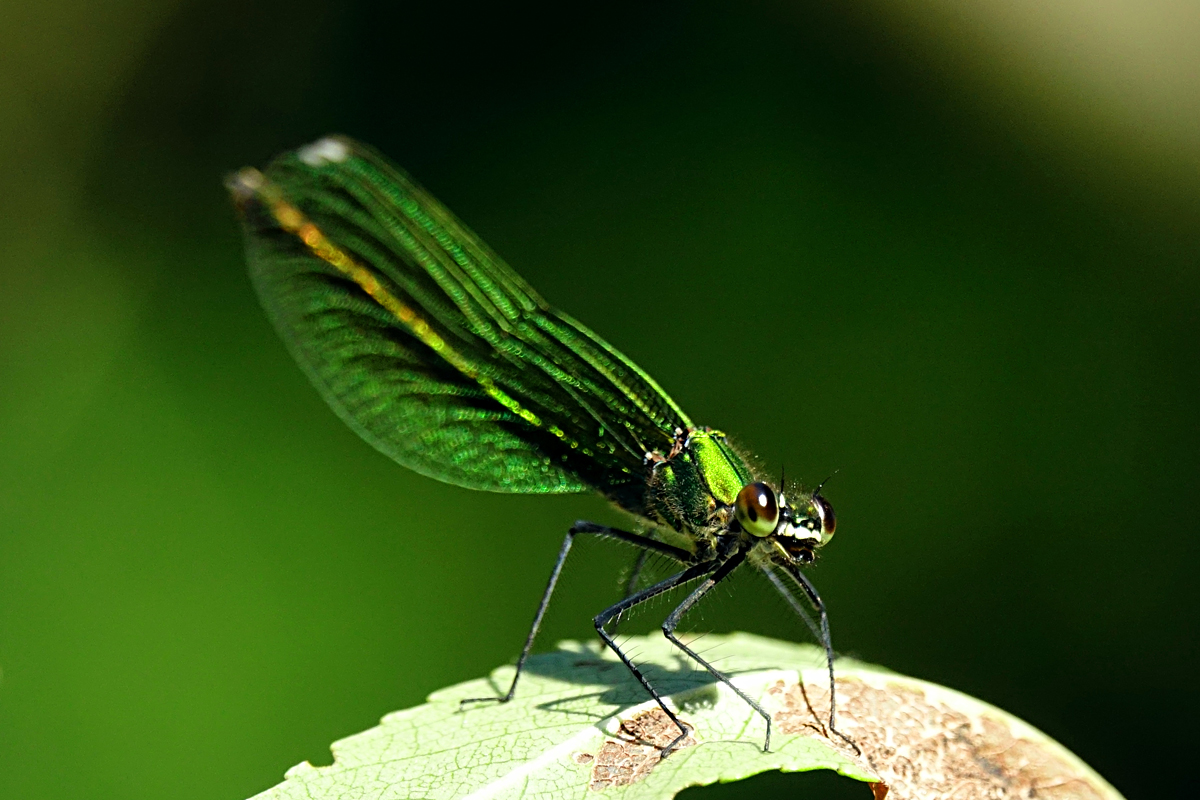 Libelle Schmuckerau
