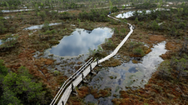 Nationalpark Ķemeri - Hochmoor