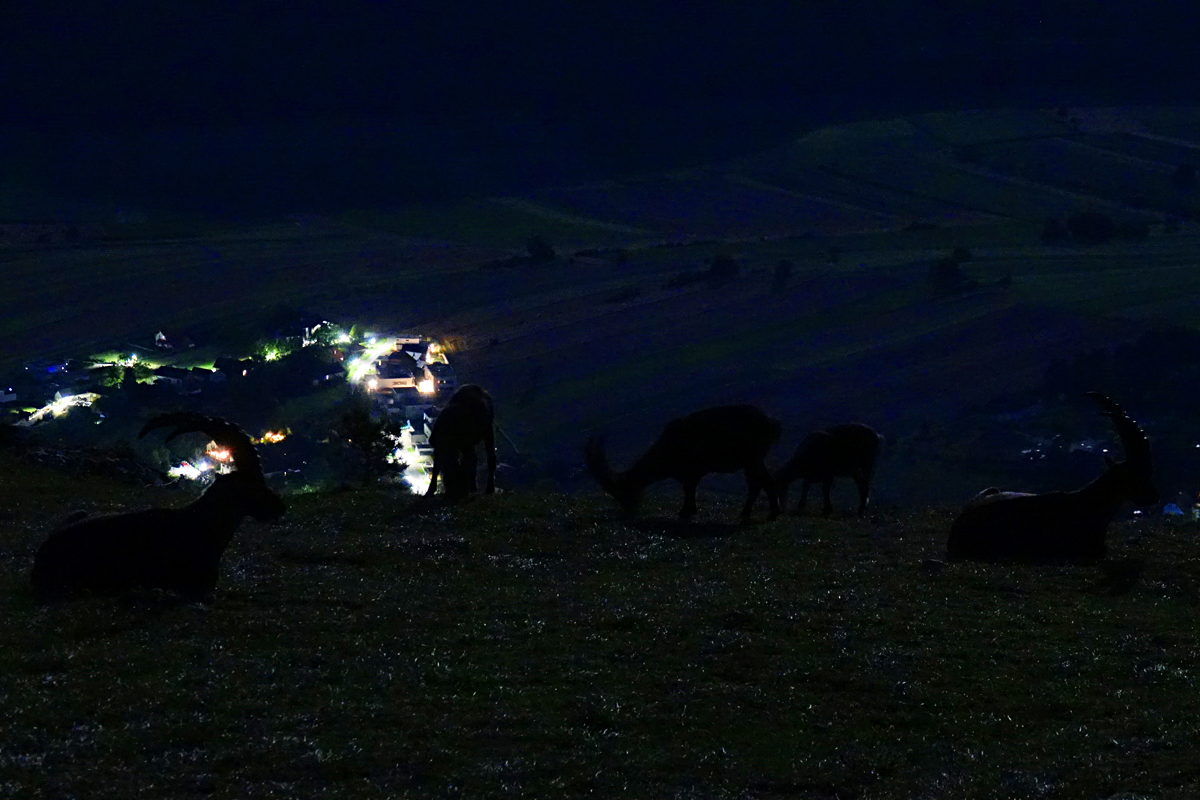 Hohe Wand - Steinböcke bei Nacht