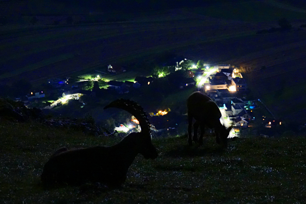 Hohe Wand - Steinböcke bei Nacht