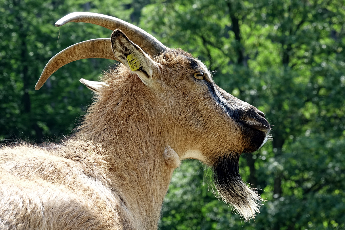 Naturpark Sieringtal