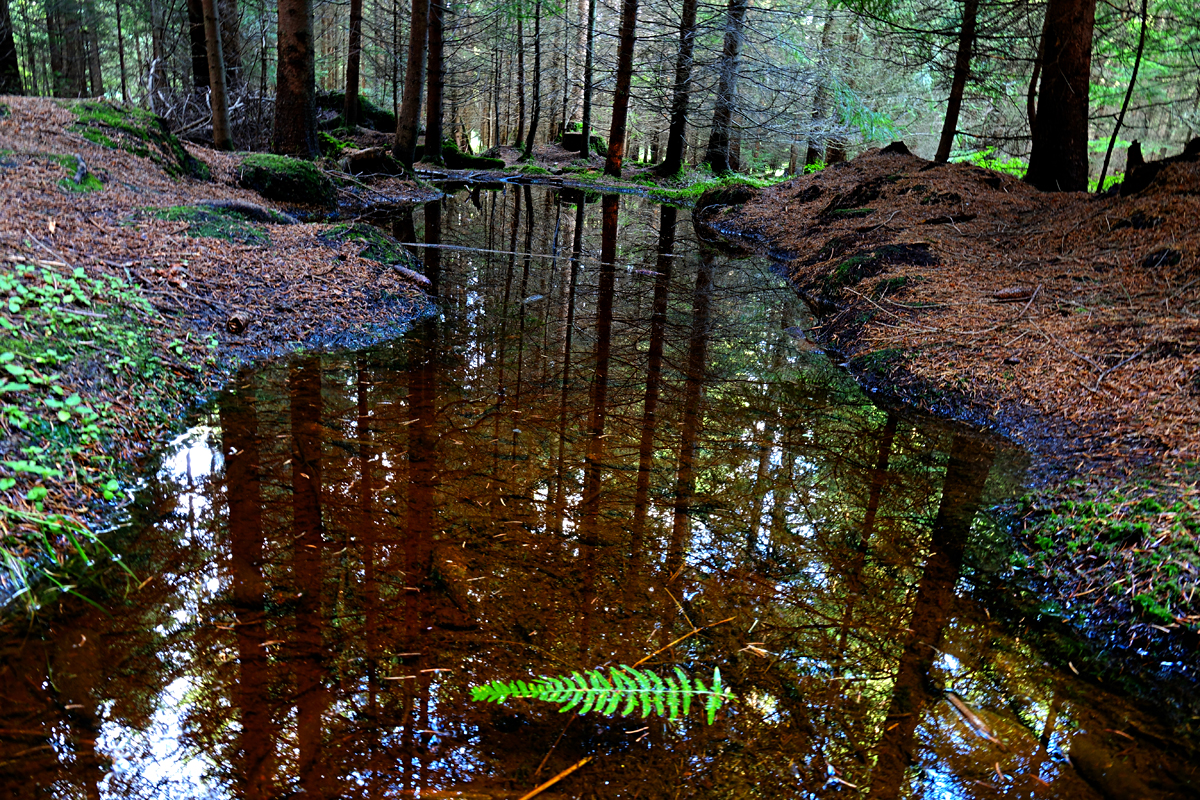 Heidenreichsteiner Hochmoor