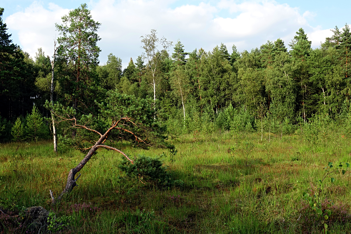 Heidenreichsteiner Hochmoor