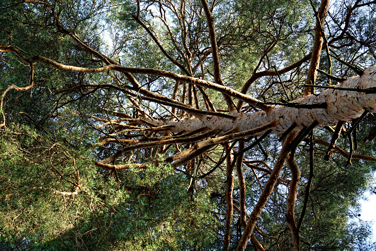 Heidenreichsteiner Hochmoor