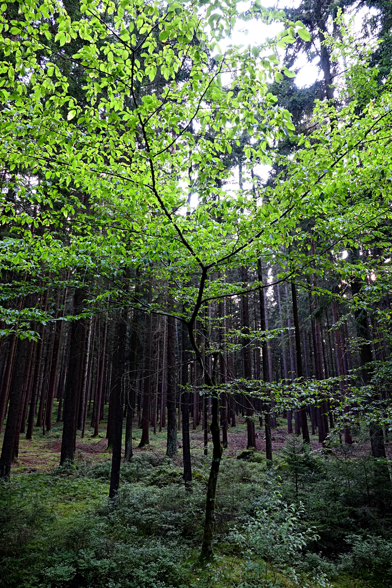 Heidenreichsteiner Hochmoor