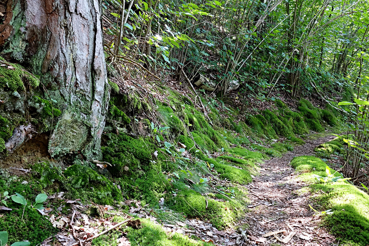 Naturpark Dobersberg