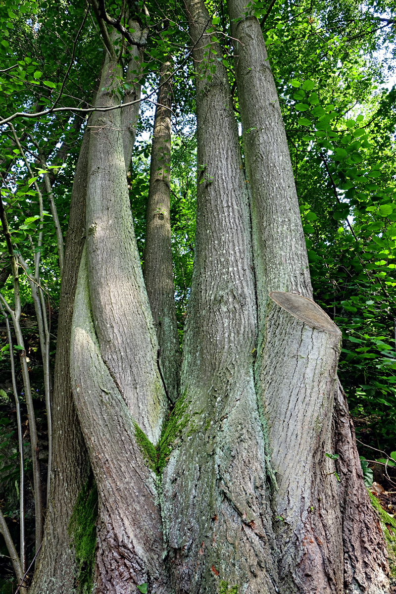 Naturpark Dobersberg