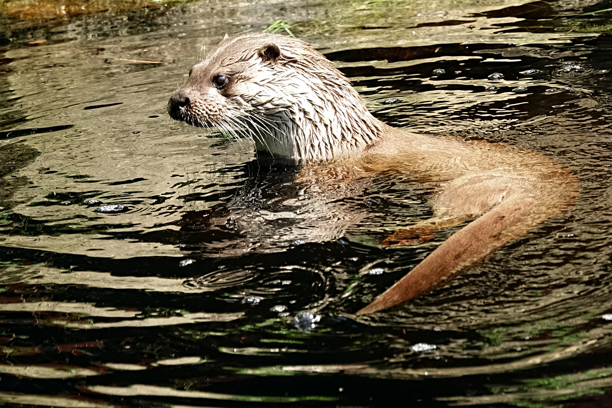 Unterwasserreich Schrems