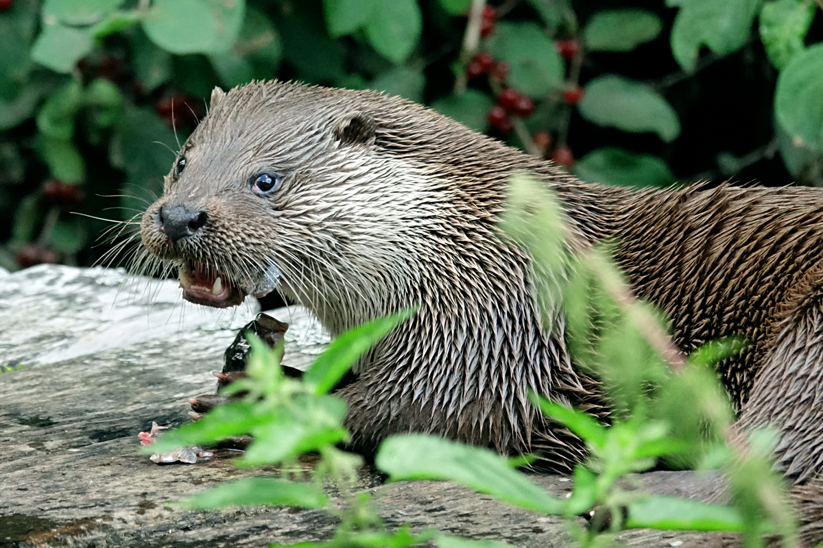 Unterwasserreich Schrems