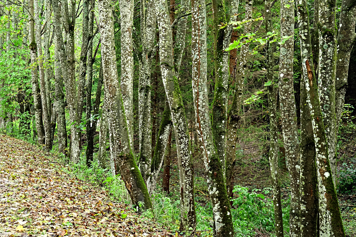 Wanderung Muggendorf