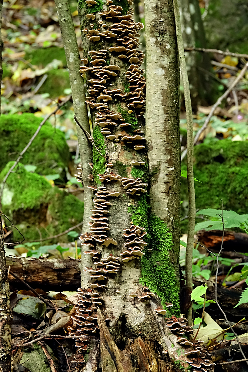 Wanderung Muggendorf