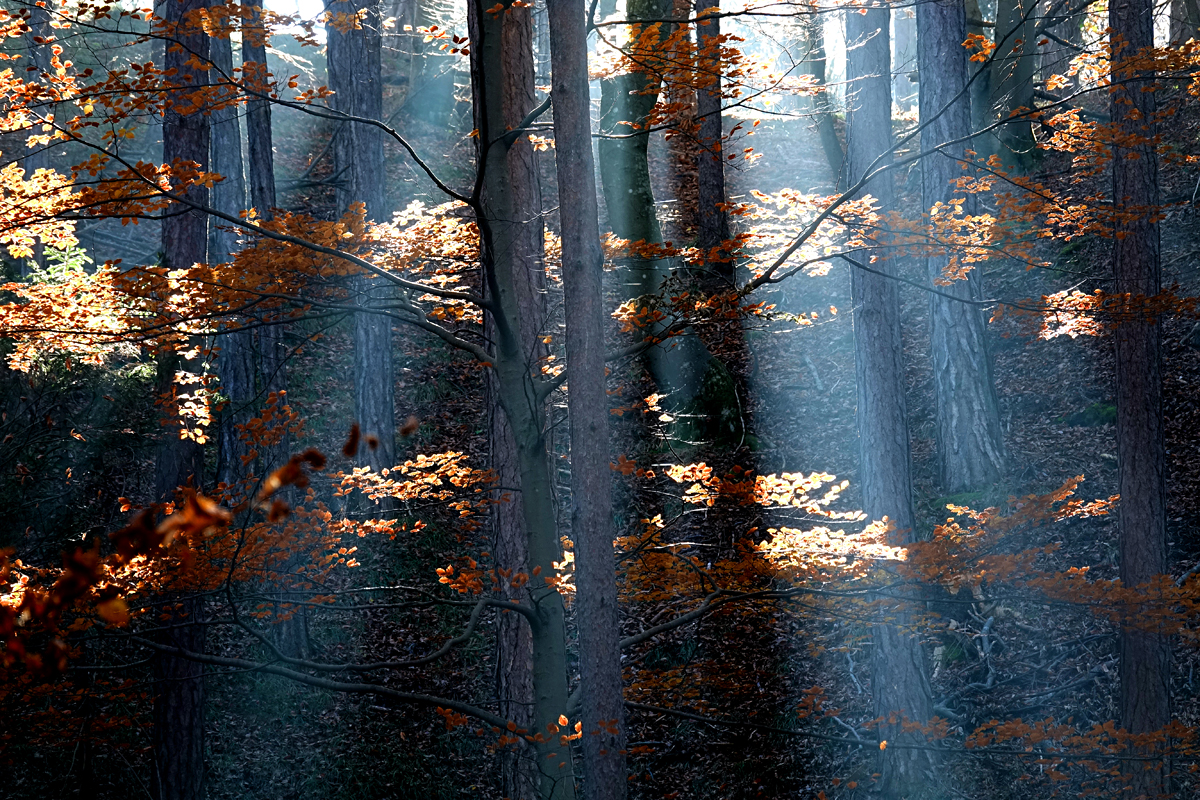 Bad Fischau - Wald