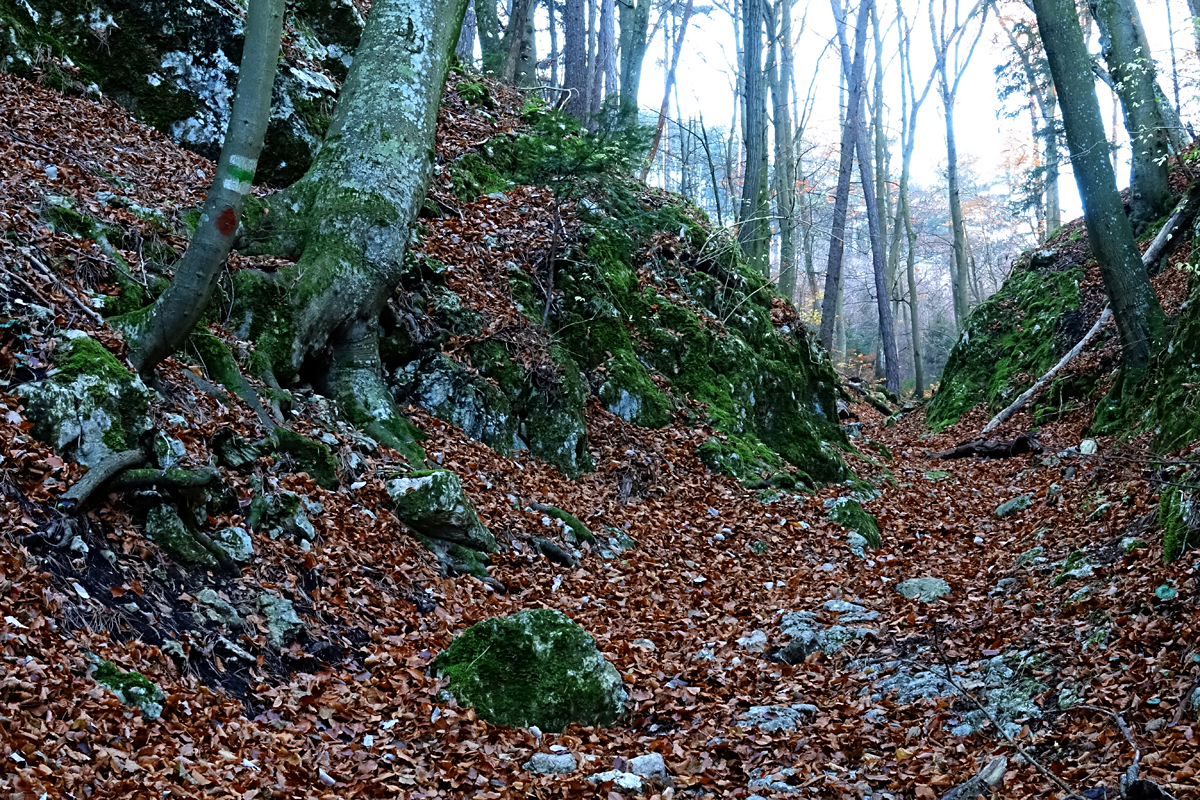 Bad Fischau - Wald