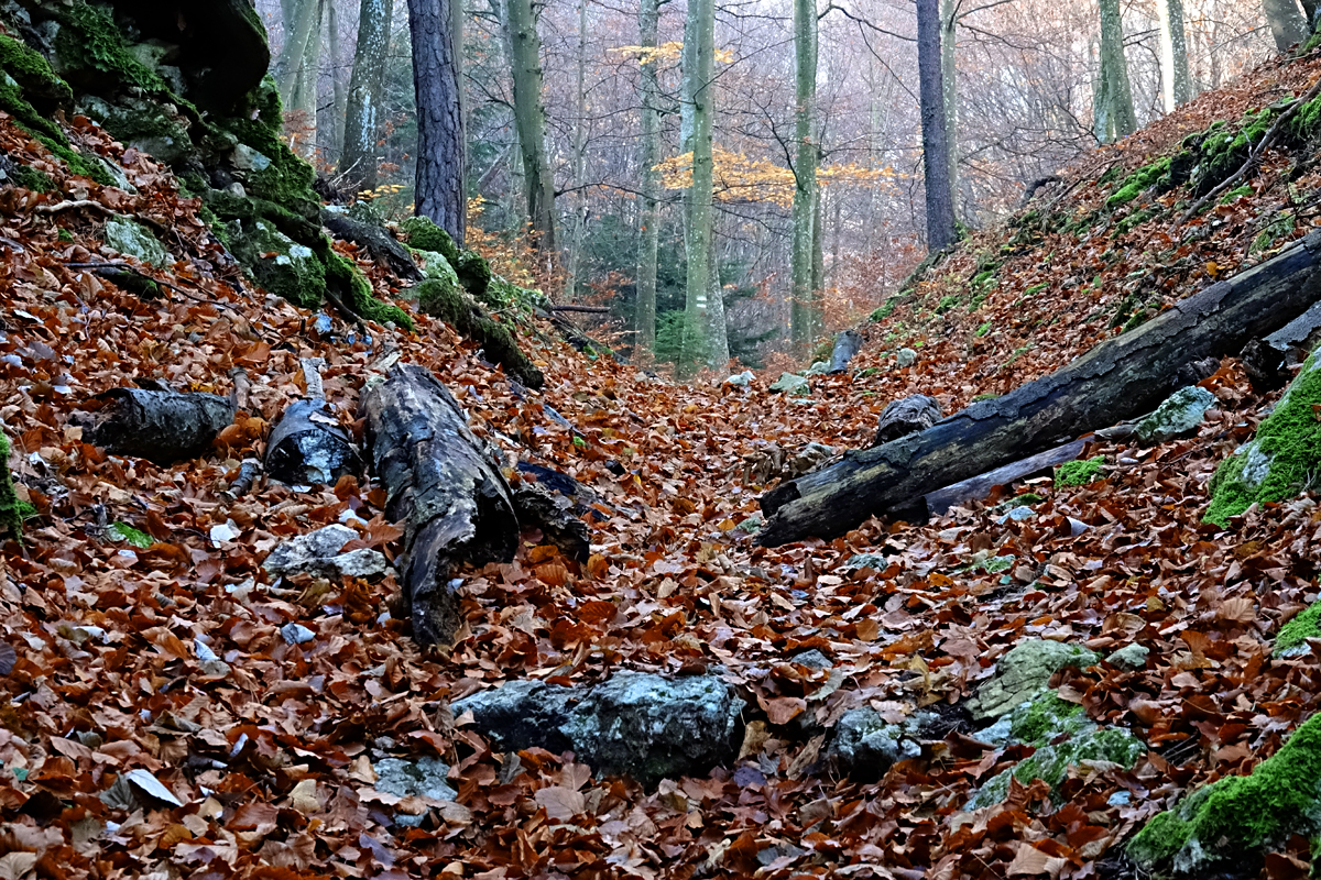 Bad Fischau - Wald