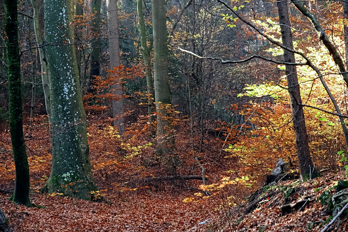 Bad Fischau - Wald