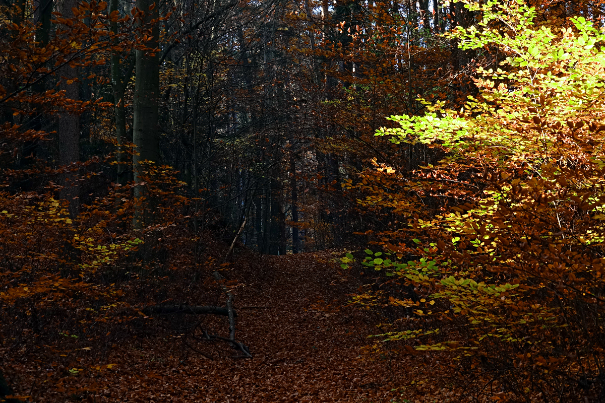 Bad Fischau - Wald