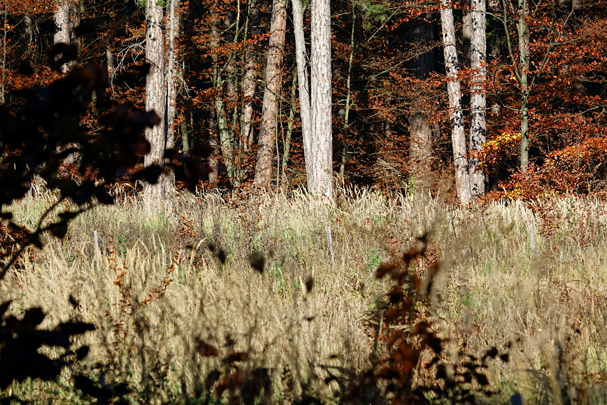 Bad Fischau - Wald