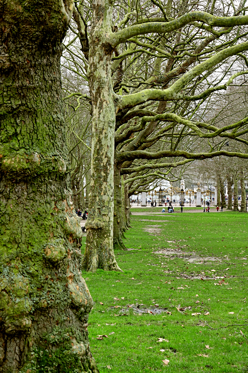 2020-01-04-London-DSC02667 London - Green Park