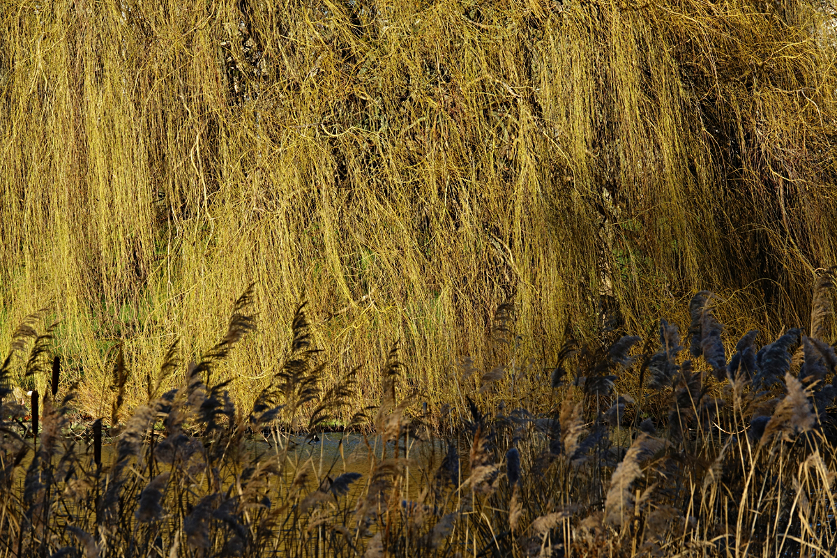 2020-01-04-London-DSC02730 London - St. Jame's Park