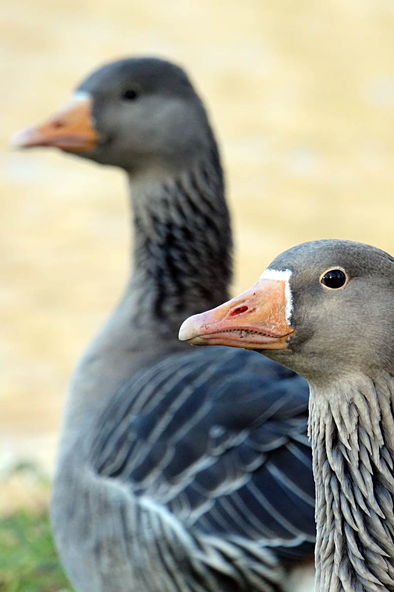 2020-01-04-London-DSC02736 London - St. Jame's Park