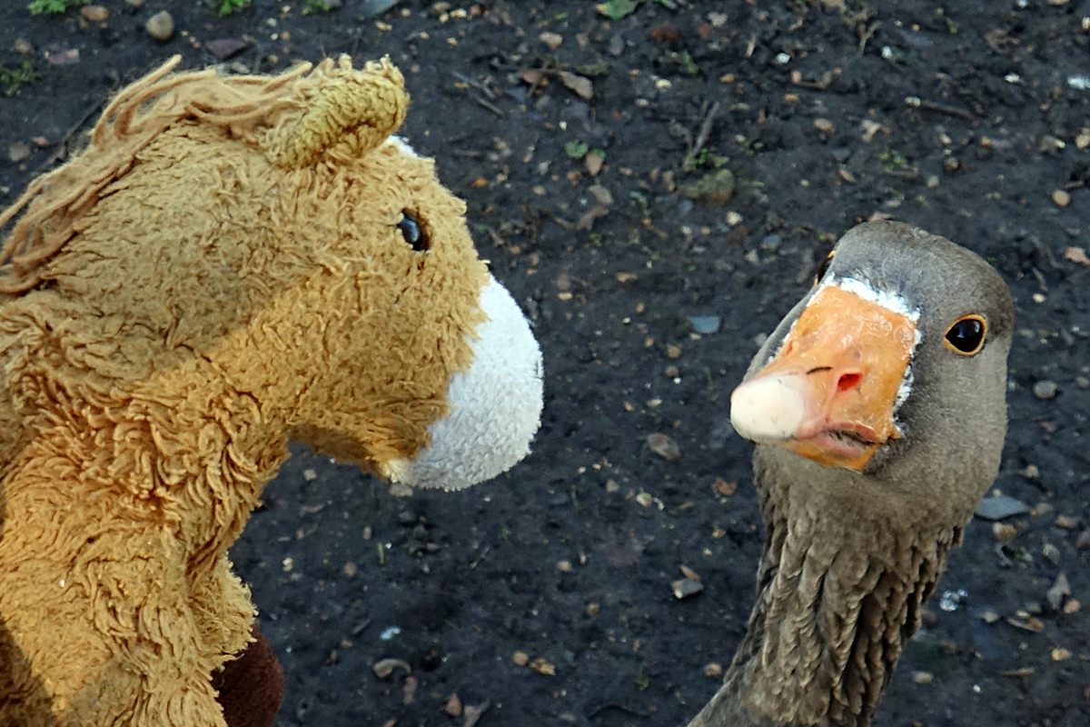 2020-01-04-London-DSC02740 London - St. Jame's Park