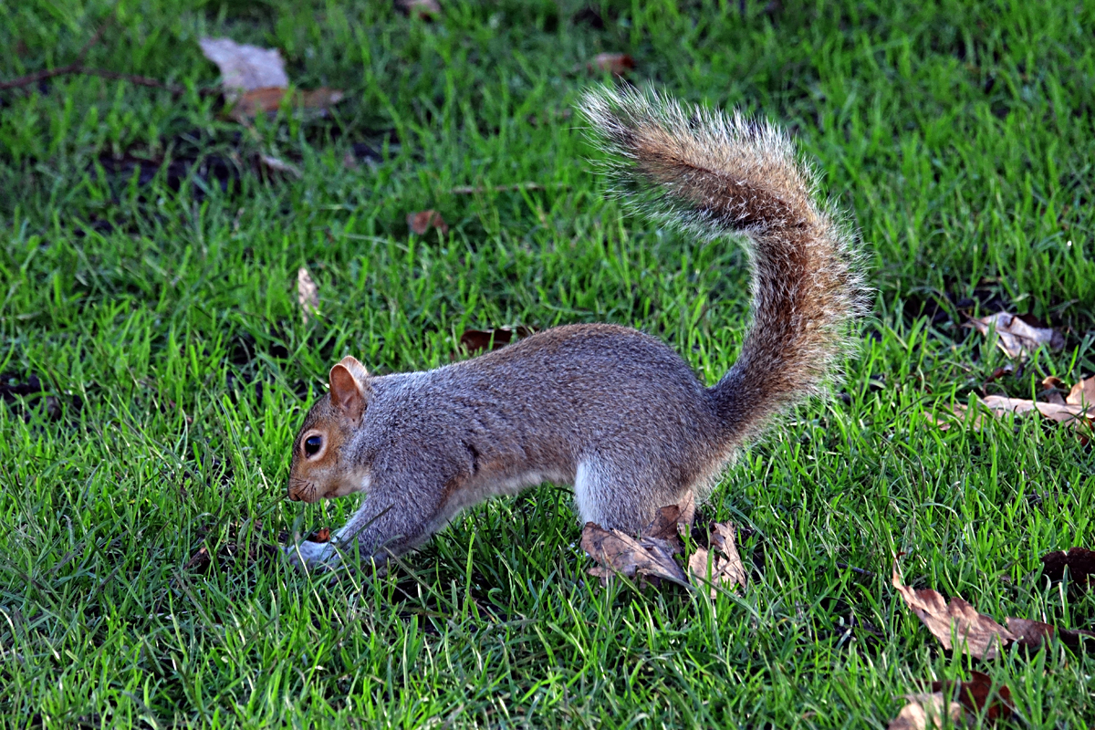 2020-01-04-London-DSC02763 London - St. Jame's Park