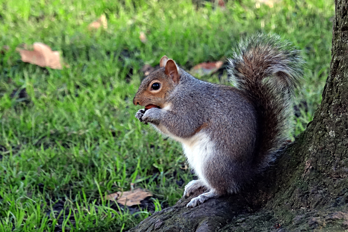 2020-01-04-London-DSC02775 London - St. Jame's Park