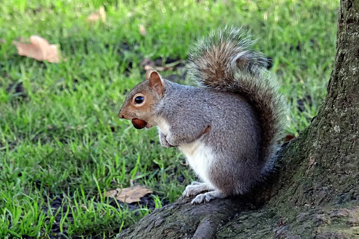 2020-01-04-London-DSC02777 London - St. Jame's Park