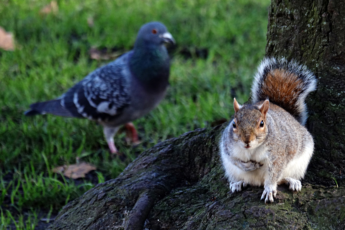 2020-01-04-London-DSC02788 London - St. Jame's Park