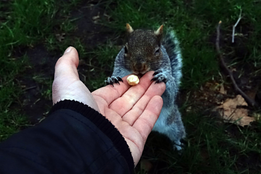 London - Buschelfütterung