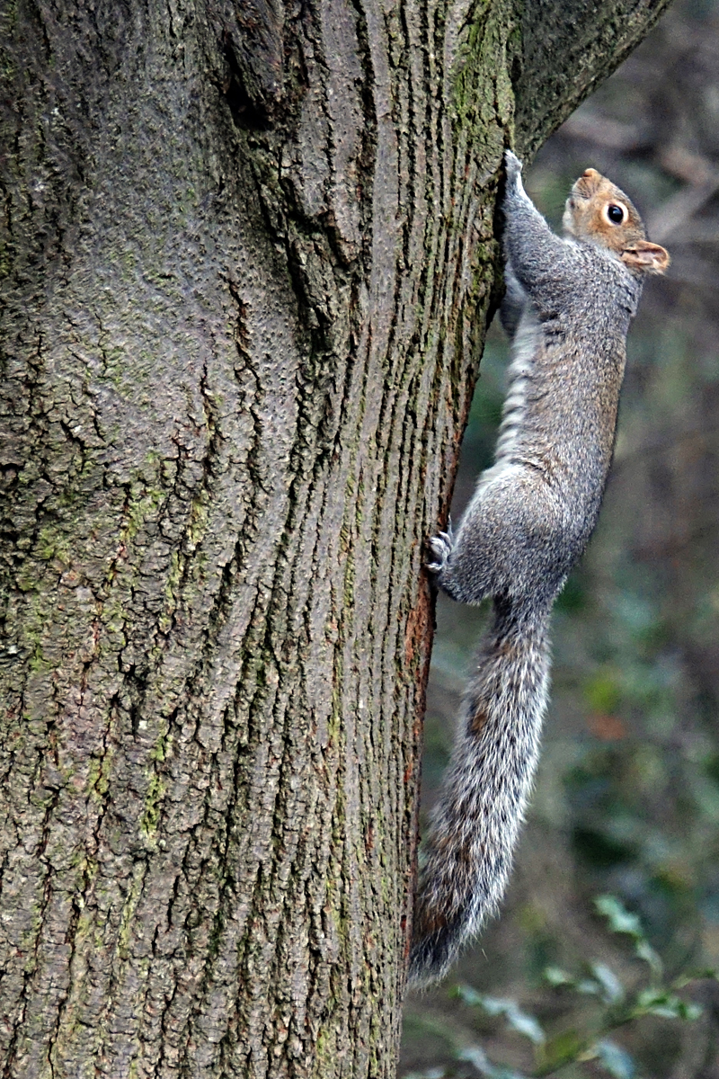 2020-01-06-London-DSC03143 London - Kensington Gardens